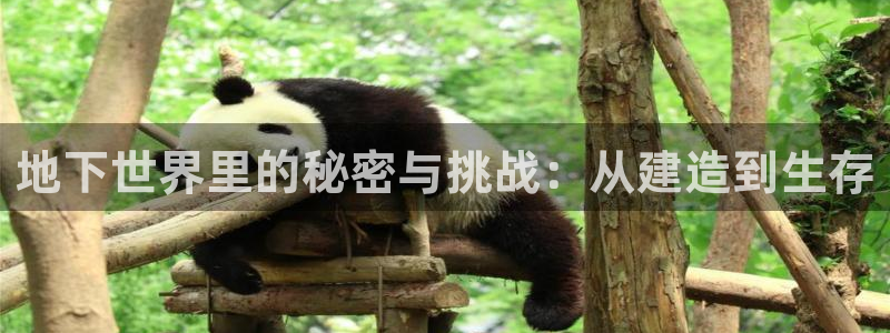 威九国际app：地下世界里的秘密与挑战：从建造到生存